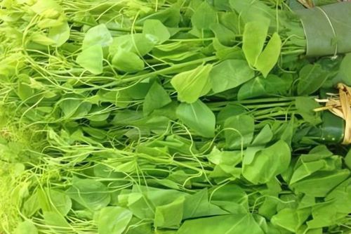 Loại rau dại được ví như 'vàng xanh', giới sành ăn 'tranh nhau mua'