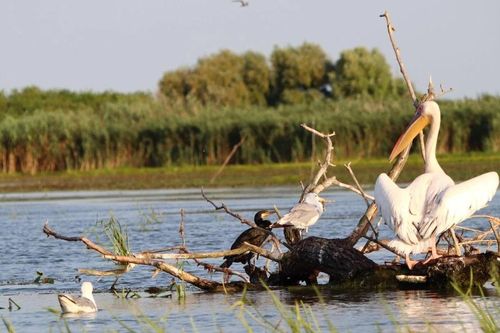 Cảnh tượng kỳ diệu ở vùng đất ngập nước quan trọng bậc nhất châu Âu