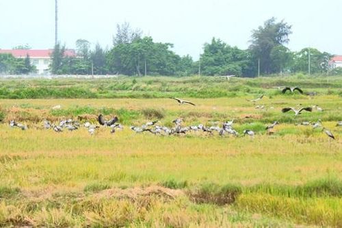 Cò nhạn quý hiếm xuất hiện dày đặc trên cánh đồng Quảng Trị