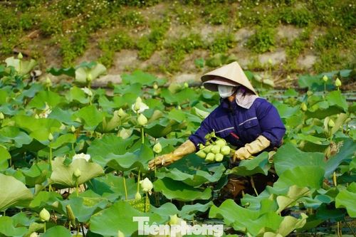 Nghề trồng sen ở quê Bác