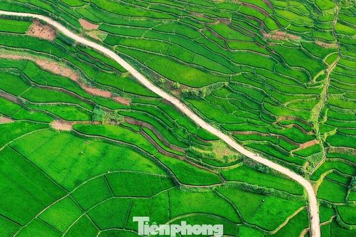 Ruộng bậc thang đẹp tuyệt khi lúa vào thì con gái