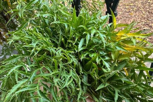 Người đàn ông không thể đi lại vì uống đinh lăng, rễ lá lốt suốt nhiều năm