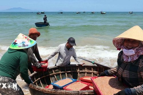 Ngư dân Đà Nẵng phấn khởi vì trúng đậm vụ khai thác ruốc biển