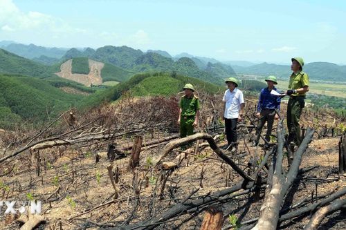 Quảng Trị khẩn trương kiểm tra, xử lý vụ phá rừng tại xã Bố Trạch
