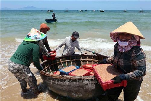 Trúng đậm ruốc biển, ngư dân thu nhập tiền triệu mỗi ngày
