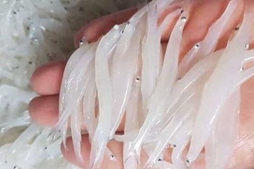 'Ngọc trong nước' độc nhất ở sông Đà, cực bổ dưỡng người già và trẻ nhỏ đều thích
