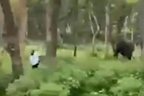 Liều lĩnh áp sát voi hoang dã để chụp ảnh, người đàn ông gặp phen hú vía
