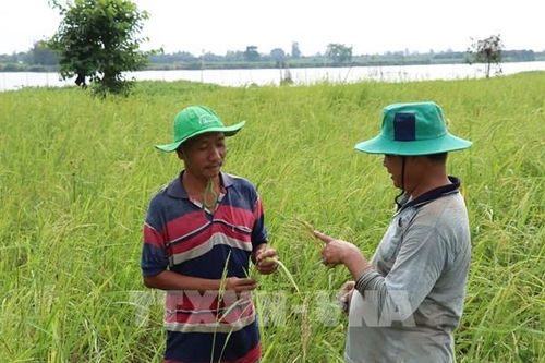 Khôi phục lúa mùa nổi ở vùng Tứ giác Long Xuyên