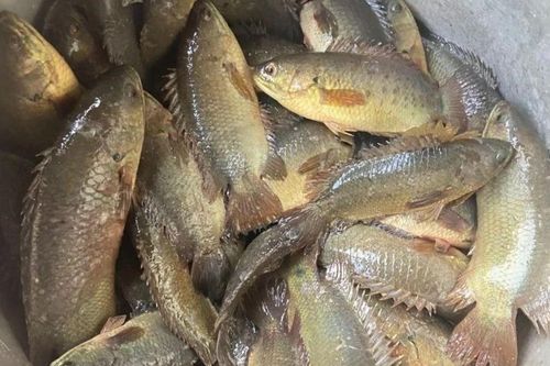 Loại cá từng đầy đồng sau mưa, nay muốn ăn phải đặt trước vì ngày càng hiếm