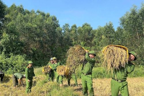 Thành phố Huế: Lực lượng Công an hỗ trợ người dân thu hoạch lúa