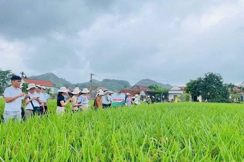 Hội thảo đầu bờ đánh giá mô hình giống lúa lai ba dòng KU57 và Thơm SUMO 86