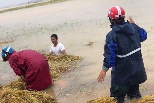 Hà Tĩnh chi hơn 671 tỷ đồng vực dậy sản xuất nông nghiệp vùng bị thiên tai