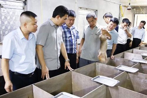Phát triển nuôi động vật hoang dã gắn với quản lý chặt