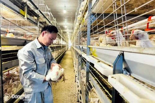 'Lời giải' cho khủng hoảng thừa của chăn nuôi gia cầm