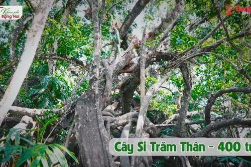[Video] Độc lạ 'đại lão si' trăm thân tại Đồng Nai