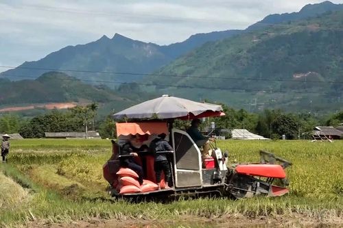 Nông dân Nghĩa Lộ thu hoạch nhanh vụ lúa xuân