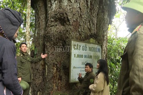Đảm bảo chính sách bảo vệ rừng không bị gián đoạn sau sáp nhập