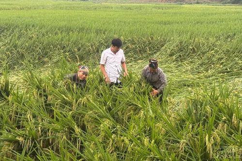 Trấn Yên: Mưa dông gây thiệt hại gần 85 ha hoa màu