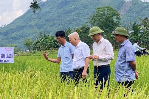 Cảm Nhân: Đánh giá năng suất giống lúa lai LC18 trong vụ Đông Xuân 2026