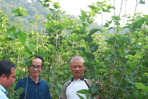 Kiến tạo 'lá phổi xanh' dâu tằm