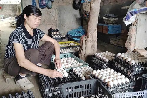 Mô hình chăn nuôi tổng hợp mang lại hiệu quả kinh tế cao