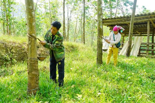 Người Bru-Vân Kiều sản xuất, kinh doanh giỏi