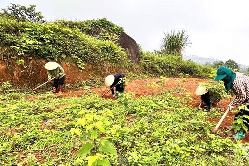 Phụ nữ vùng cao hỗ trợ nhau phát triển kinh tế