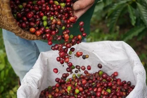 Ngày 8/5: Giá cà phê tiếp đà tăng mạnh, hồ tiêu neo cao ở mức 144.000 đồng/kg