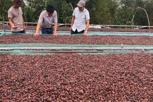 Doanh nghiệp kinh doanh nhiên liệu sinh khối áp dụng 'không phải kê khai' thuế GTGT hay thuế suất 5% từ 2026?