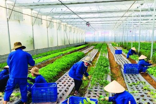 TP. Hồ Chí Minh Đặt mục tiêu đào tạo nghề nông nghiệp cho 1.680 lao động nông thôn