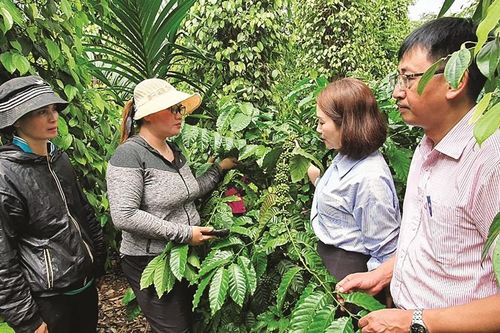 Dòng vốn tưới xanh đại ngàn