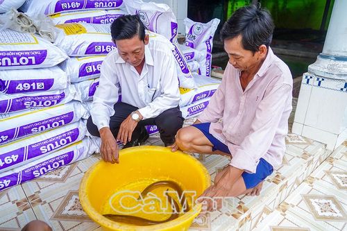Vẫn nan giải đầu ra lươn thương phẩm