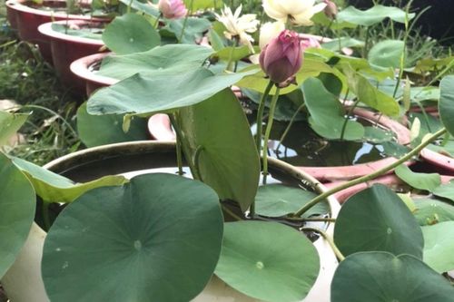 Hoa sen nên trồng ở đâu trong nhà?