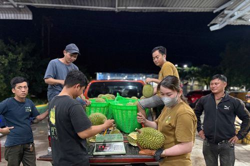 Giá sầu riêng lao dốc, xe ùn ứ chờ kiểm nghiệm: Điều gì đang xảy ra với 'vua' trái cây?