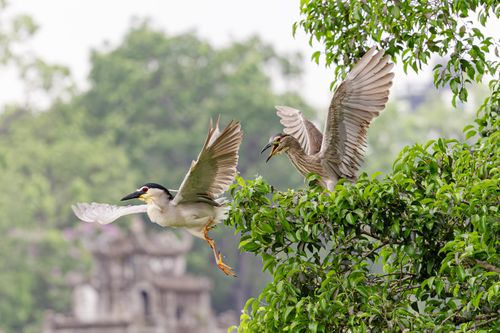 Đàn chim hoang dã kéo về Hồ Gươm làm tổ, săn mồi khiến du khách thích thú