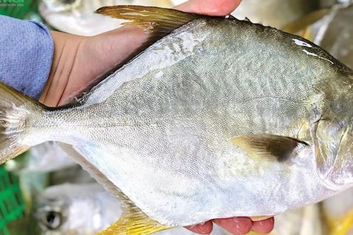 Loại cá bình dân, giá rẻ, bán đầy chợ Việt bổ ngang tổ yến