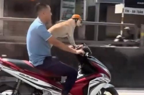 Clip người đàn ông đầu trần chở chó đội mũ bảo hiểm gây bàn tán