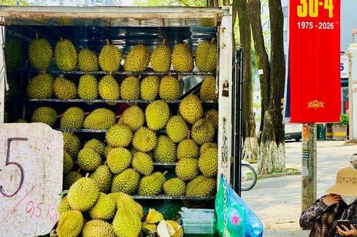 Loạn giá sầu riêng, nơi bán vài chục nghìn, nơi lên tới hàng trăm nghìn một kg