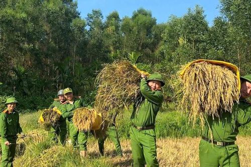 Công an, biên phòng giúp người dân miền núi thu hoạch lúa trước thời tiết bất lợi