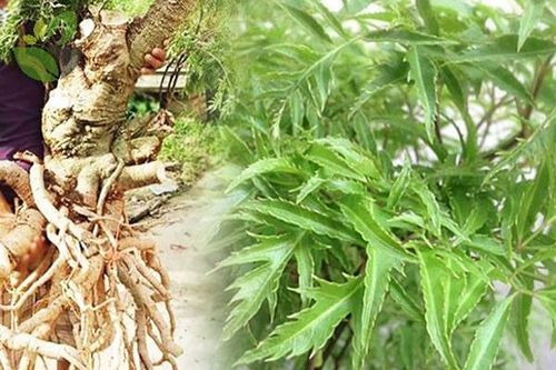 Những ai không nên uống nước đinh lăng