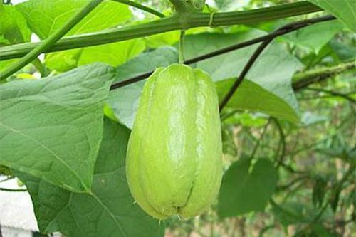 Sau tuổi 50, 5 loại rau nên bổ sung thường xuyên để hỗ trợ da, tóc và sức khỏe tổng thể