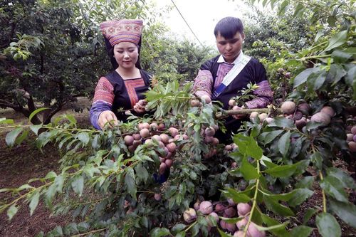 Trải nghiệm ngày hội mận xã Lóng Phiêng, Sơn La