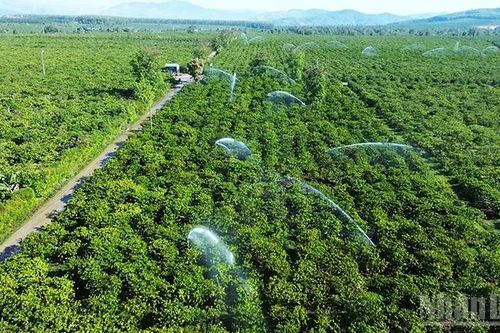 Chủ động giữ nguồn sống cho cây trồng