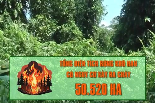 [Video] Hơn 50.000 ha rừng tại Cà Mau có nguy cơ cháy cao