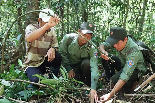 Theo chân lực lượng bảo vệ rừng phá bỏ bẫy thú