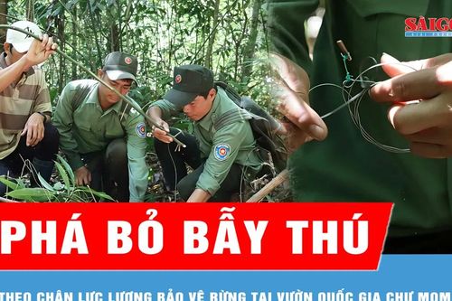 Theo chân lực lượng bảo vệ rừng phá bỏ bẫy thú