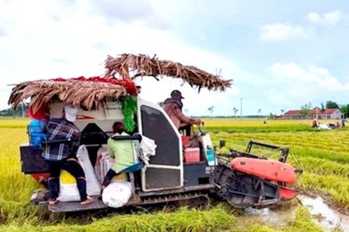 Xuất hiện tình trạng 'bảo kê' máy gặt lúa ở Gia Lai