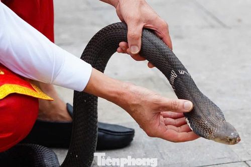 Múa rắn thật ở Hà Nội