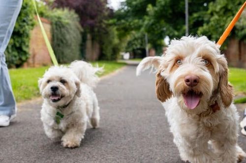 Nhà giàu tuyển giúp việc trông biệt thự, chăm chó với mức lương gần 1,8 tỷ đồng