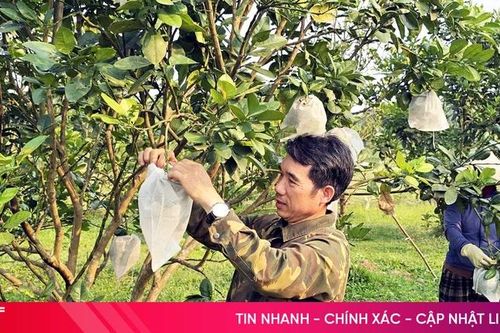 Đa cây, đa con để giảm rủi ro - bí quyết thành công của nông dân Kỳ Thượng